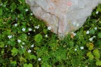 2014-08-02_06FritzPflaum-Steig (182).JPG